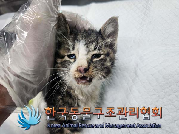 한국동물구조관리협회_411300202400448
